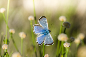 Male, Black-eyed blue (Glaucopsyche melanops), Andalusia, Spain.