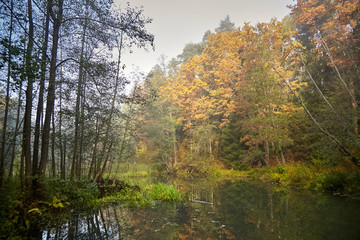 Autumn landscape. Morning foggy forest with yellow foliage, calm swamp river. Nature in Belarus