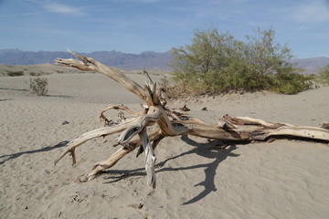   death valley  park the beauty of nature