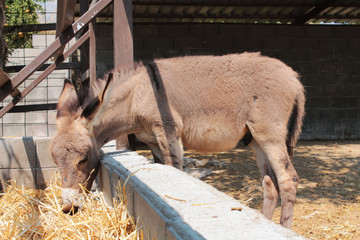 Adult donkey male on a farm eating hay from a manger.