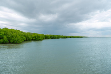 The scenery of lush mangrove forest by the sea