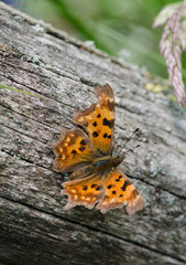 Comma butterfly, butterflies, Polygonia c-album. .