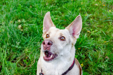 The energetic thirteen year old  half-breed dog is looking up. How to protect your dog from overheating. Dog is getting thirsty. The funny face.