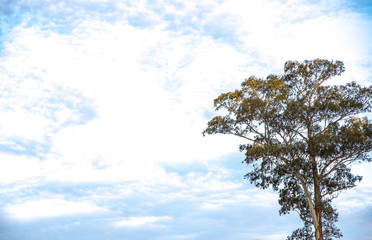 The tree and the colors of the horizon clouds at dusk 02