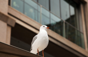 The bird sits on the ledge of the house and watching