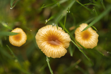 three mushrooms poking up in grass