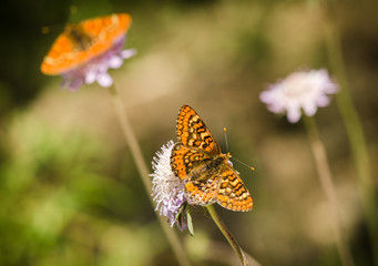 Marsh fritillary, Euphydryas aurinia Beckeri, Spain, Europa.