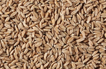 Macro spelt grain background and texture