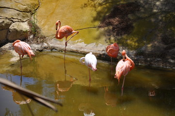 group of pink flamingos
