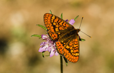 Marsh fritillary, Euphydryas aurinia Beckeri, Spain, Europa.