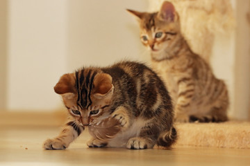 Obraz premium Katzenwelpe