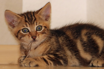 Katzenwelpe