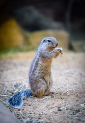 closeup of Cape ground squirrel, Xerus inauris, eating and on watch for danger close to the burrow
