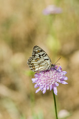 Spanish marbled white, Melanargia ines, . Andalusia, Spain.