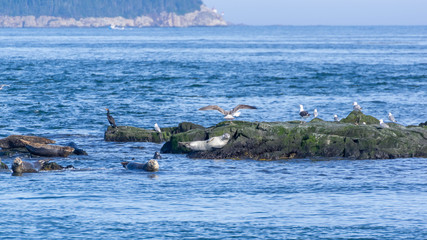 Seals Bay of Fundy