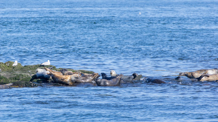 Fototapeta premium Seals Bay of Fundy