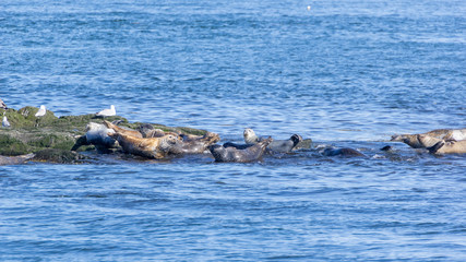 Fototapeta premium Seals Bay of Fundy