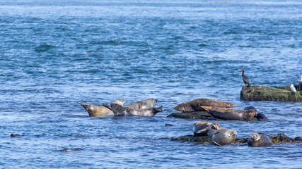 Seals Bay of Fundy