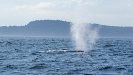 Bay of Fundy Finback