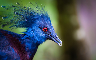 Blue Pheasant With Red-eyed Wildlife Animal