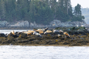 Seals Bay of Fundy