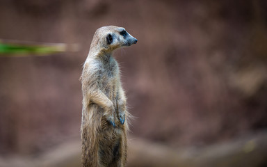Meerkat Wildlife Animal In Natural Zoo