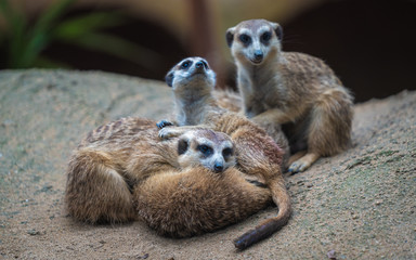 Meerkat And Friends Wildlife Animal