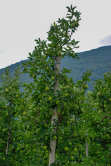 Fototapeta premium apple trees in italian Alto Adige region