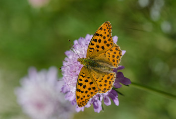 Queen of Spain fritillary, issoria lathonia, Andalucia, Spain.