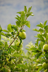 green apple trees in italian Alto Adige region