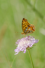 Queen of Spain fritillary, (issoria lathonia) butterfly, Andalucia, Spain