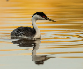 Western Grebe (Aechmophorus occidentalis)