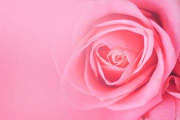 Obraz na płótnie Canvas Pink roses blurred background