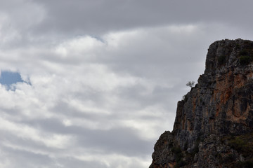 small tree on the edge of the precipice