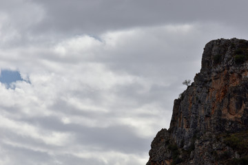Fototapeta premium small tree on the edge of the precipice