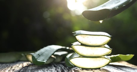 Aloe Vera on wood, fresh aloe vera leaves, herbal medicine for skin care and hair care.	