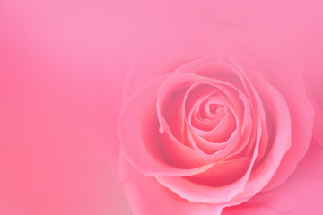 Fototapeta na wymiar Pink roses blurred background