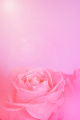 Fototapeta na wymiar Pink roses blurred background
