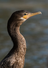 Neotropic Cormorant (Phalacrocorax brasilianus)