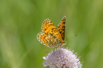 Knapweed Fritillary, Melitaea phoebe butterfly, Andalusia, Spain.