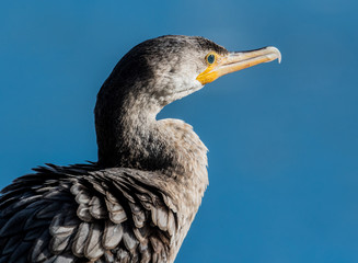Neotropic Cormorant (Phalacrocorax brasilianus)