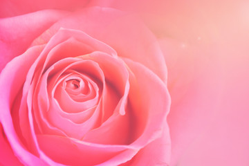 Fototapeta na wymiar Pink roses background