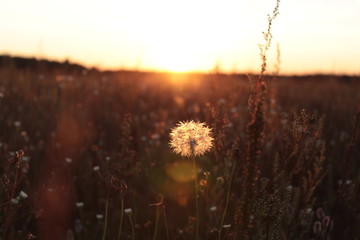 A lonely dandelion in a field