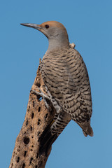 Gilded Flicker Woodpecker (Colaptes chrysoides)