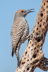Gilded Flicker Woodpecker (Colaptes chrysoides)
