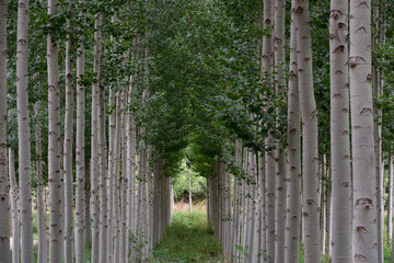 gallery formed by trees in rows