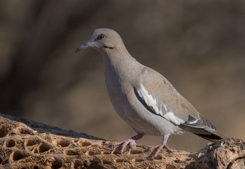 White-winged Dove (Zenaida asiatica)