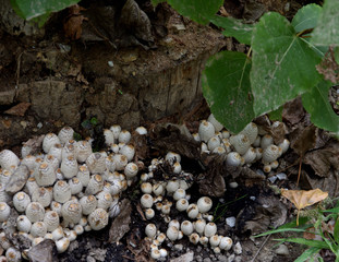the first mushrooms of autumn