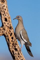 White-winged Dove (Zenaida asiatica)