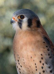 American Kestrel (Falco sparverius)